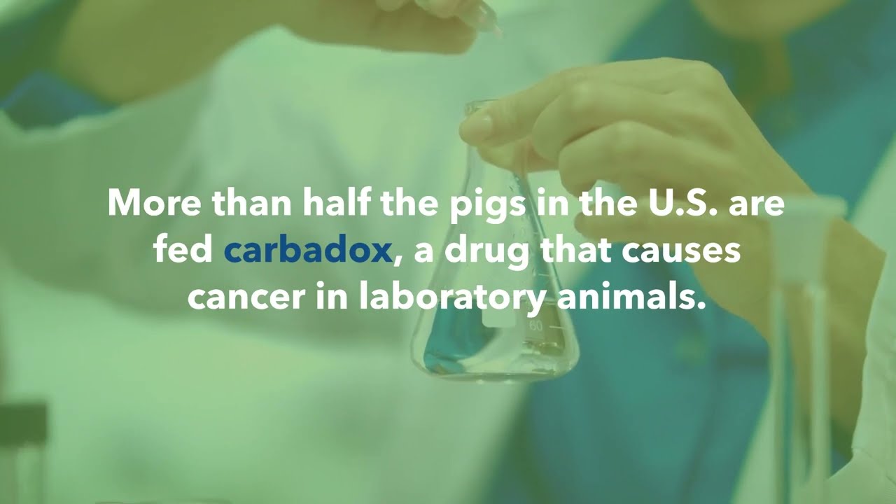 common-drug-used-by-pork-industry-has-human-cancer-risk-sgt-report