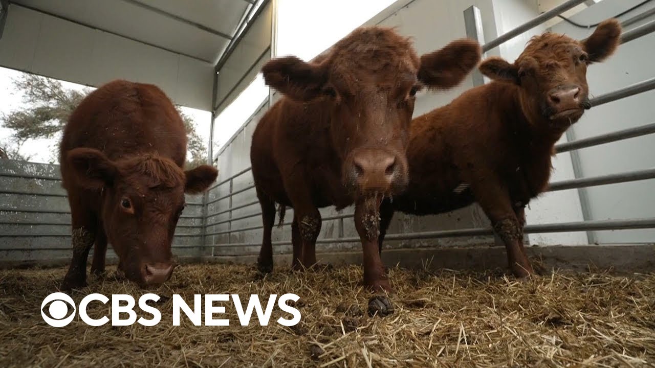 A “Massive Altar” For The Red Heifer Sacrifice Has Been Constructed In ...